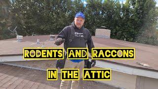 RODENTS and RACCOONS in the Attic // Repairs and Tips with Rob and Jr.