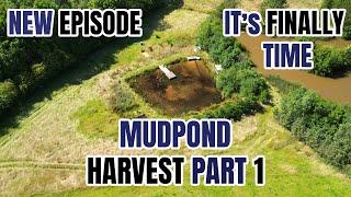 IT'S FINALLY TIME FOR THE MUDPOND HARVEST - PART 1