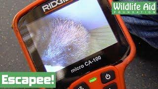 Escaped hedgehog at Wildlife Aid!