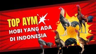 Ayam Hobi yang Paling Diminati oleh Peternak di Indonesia