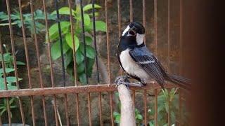 Audio Pikat Burung Glatik Batu Gacor Terbaru Durasi Panjang