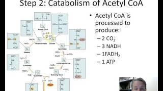 The Citric Acid Cycle