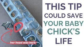 Knowing THIS could save your baby chick's life...