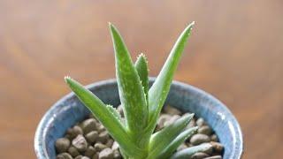 Cómo sanear o repicar el aloe vera - Bricomanía - Jardinatis