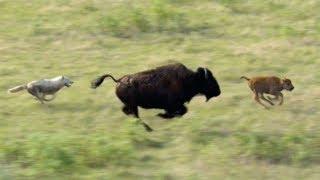 Can This Buffalo and Calf Escape These Hungry Wolves? | BBC Earth