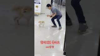 심쿵이의 일상 #dog #funnyanimal #funnydog #강아지브이로그 #반려동물 #심쿵이