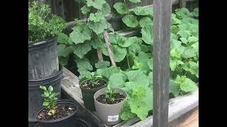 Old Man’s Overflow Garden Area