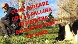 Come utilizzare la pallina in modo educativo con un cane