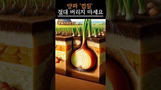 양파 껍질, 버리면 손해입니다｜효능 알고도 버리시겠어요?