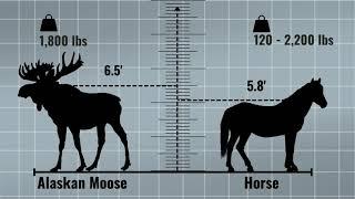 How tall is a moose - Moose height comparison