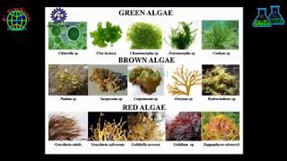 Seaweed Biodiversity of India by Dr. Vaibhav A. Mantri | AARI Bioscience Webinar Series- Session III