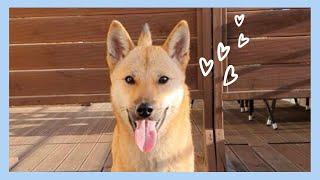 (Eng)진돗개의 놀라운 동물적 감각ㅣJindo Dog's Amazing Animal Senseㅣ진돗개계피 ㅣ Korean Jindo Dog