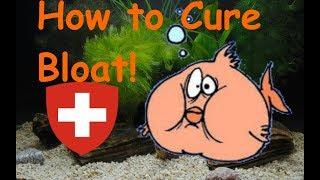 How to cure fish bloat (2 ways to do it)