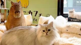 Japans capibara- en kattencafé De enige plek ter wereld!!