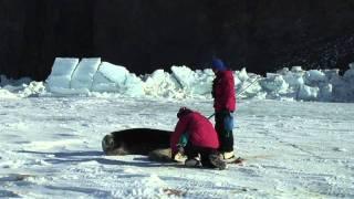 Weddell Seal Population Ecology Study, An Introduction