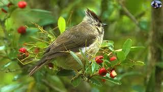 2022最新台灣特有32種野鳥(2022 Endemic Species Birds of Taiwan)