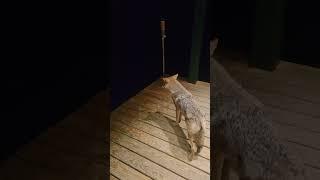 Lightning Storm vs. Nervous Coyote! #weavethecoyote #nature #naturelovers #howiedewitt #thunder 