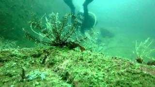 Diving, Väderöarna, Swedish westcoast (original)