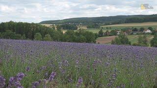 So schön sind die Taoasis-Lavendelfelder in der lippischen Provence in Fromhausen