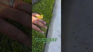 Tips to cut synthetic turf. #sandiego #reelsshorts #howto #landscape #diy #installation