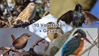 10 Vogelarten und ihr Gesang | 10 bird species and their song #2 #vogel