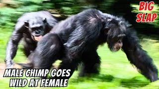 Alpha Male Chimpanzee Carlos Loses His Temper With Female Chimp