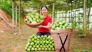 38 Days Harvesting Sweet Apple, Cauliflower, Carrots, Ducks Eggs, Chicken Eggs Go To Market Sell