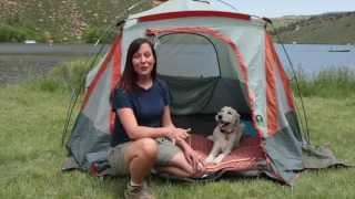 Expert Tips for Camping With Your Dog