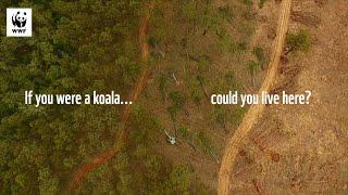 If you were a koala... could you live here? | WWF-Australia