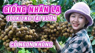  Sự Thật Về Giống Nhãn Lạ Siêu Trái Ở Miền Tây | Cẩm Hằng