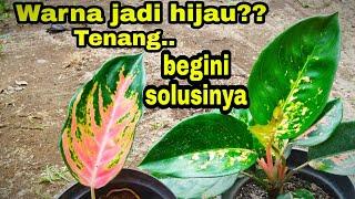 Aglonema kochin tembaga jadi warna hijau?? begini cara mengubahnya agar kembali jadi warna semula