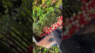 lingonberry picking in Sweden forest #harvesting #cranberries #lingonberry #berry