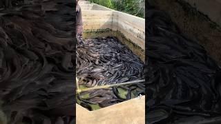 Changing water in catfish farming using concrete pond #aquaculture #foryou #fishpond #catfishfarming