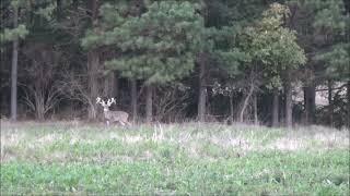 Illinois giant whitetail