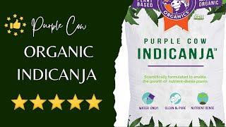 Review Purple Cow Organic IndiCanja @HowAGardenWorks