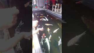 Kolam Ikan Koi Transparan di Soto Subango Sambi Kediri