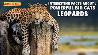 Leopard Facts For Kids