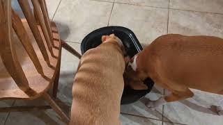 The pups help with the dishes