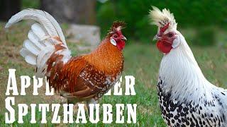 Appenzeller Spitzhauben︱Greenfire Farms