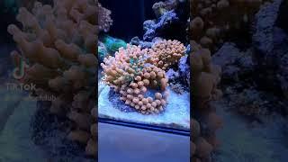 nice nano tank