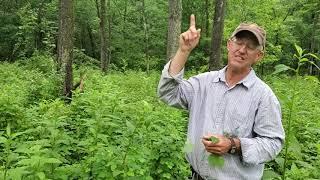 Greg Judy growing veneer walnut trees with mob grazing in the silvopasture..