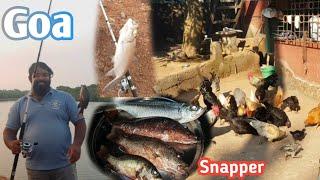 Caught Red Snapper At Carmona | Goa fishing vlog #konkanivlog