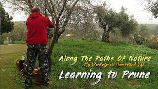 LEARNING TO PRUNE (Applying effective tree pruning approaches / techniques at the homestead) *66