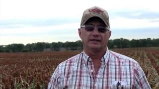 Kansas Sorghum: Rain or Shine.