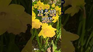  이쁜 꽃 보고 힐링하세요.~ 김용빈-빈잔 #쇼츠 #shorts #김용빈 #김용빈노래 #미스터트롯3 #빈잔 #봄꽃 #건강한중년 #갱년기 #갱년기극복