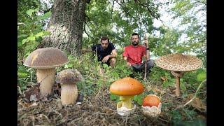 PORCINI, AMANITE e altri FUNGHI autunnali