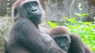小金剛Jabali與媽媽TayariGorilla Tayari and son Jabali - June,2024#金剛猩猩 #gorilla