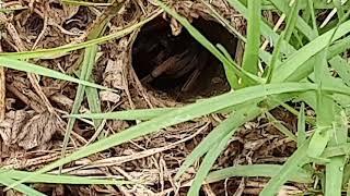 Sydney Funnel Web Spider VS Wolf Spider  Who is more aggressive?