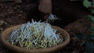 (豆芽）又嫩又新鲜 Long, tender and fresh: bean sprouts are nutritious and pollution-free.|Liziqi channel