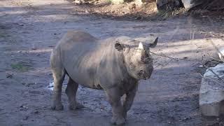 rhinoceros video 4k,nashorn video,Nashorn zoo,zoo animals 4k,Zoo Videos,Zoo Leipzig